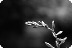 bruised reed
