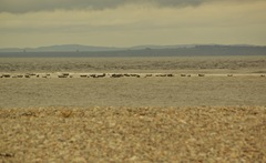 SG102488_edited-seals1