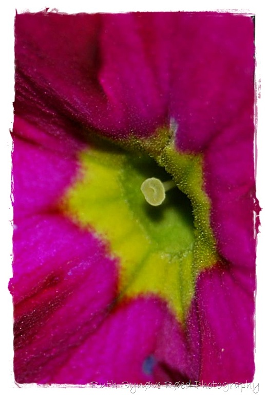 Makro lilla pelargonium