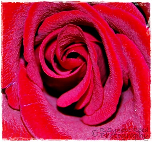 [Makro rød rose[4].jpg]