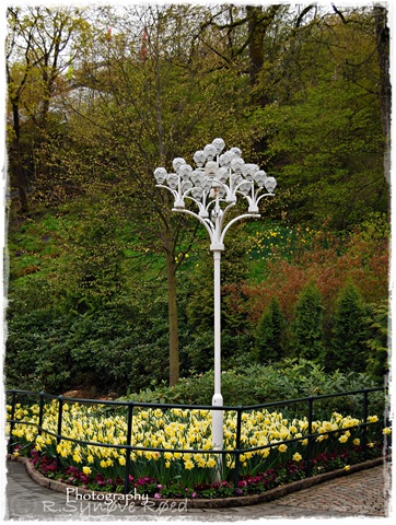 [Tulipaner i liseberg[4].jpg]