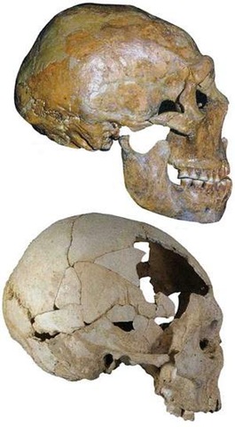 [neanderthalyhomosapiens_thumb[5].jpg]