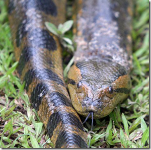 la serpiente mas larga del mundo