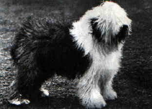 [Sheepdog3[4].jpg]