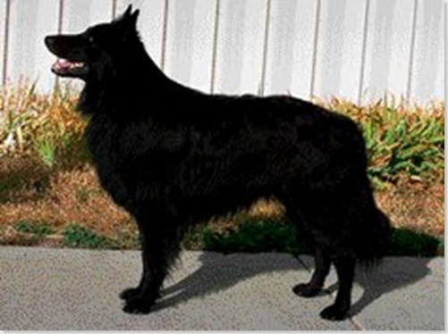 Groenendael