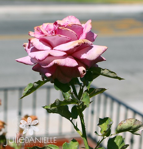 [IMG_4435_edited-1[5].jpg]