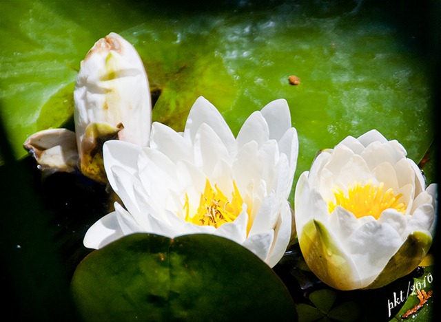 [DSC_0113 2 white lilies[7].jpg]