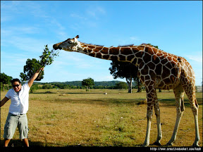 Coron, Palawan - Feeding deers and giraffes in Calauit Island