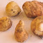 Truffle