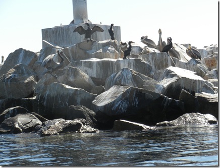 Cormorants pelicans