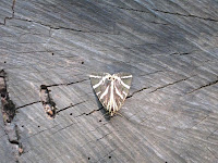 Picture3 057.jpg