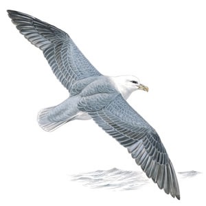 [Fulmar[4].jpg]