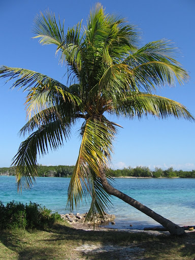 Un des palmiers de lîle