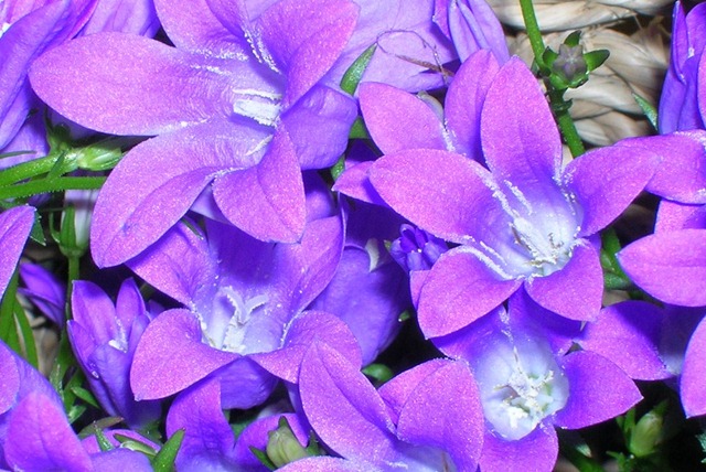 [fiori313.jpg]
