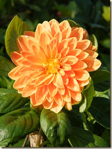 DSCF0074