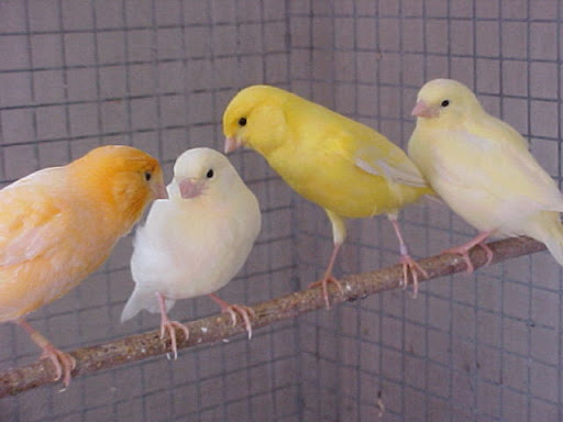 Kép