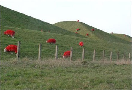 red-sheep (4)