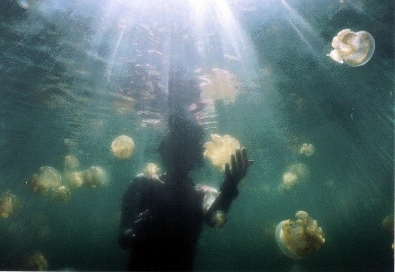 [jellyfish-lake (7)[2].jpg]
