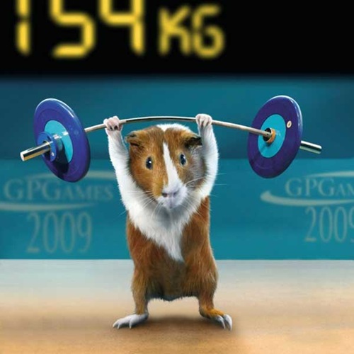 [olympics-guinea-pigs (1)[2].jpg]