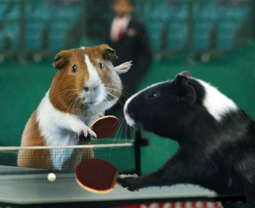[olympics-guinea-pigs (3)[2].jpg]