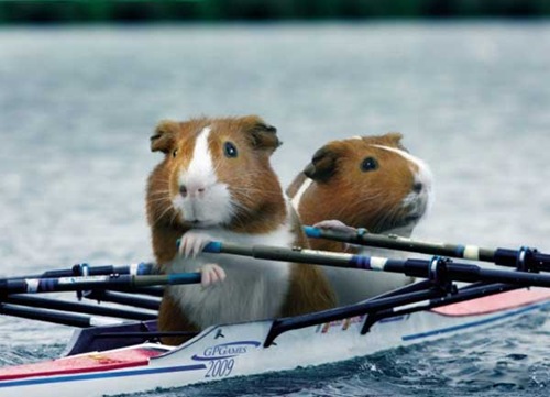 [olympics-guinea-pigs (4)[2].jpg]