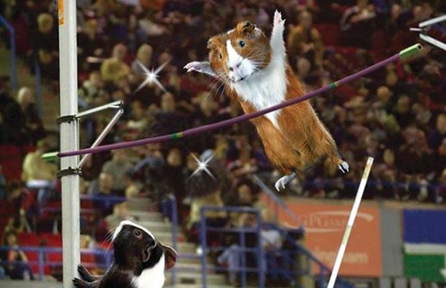 [olympics-guinea-pigs2[2].jpg]