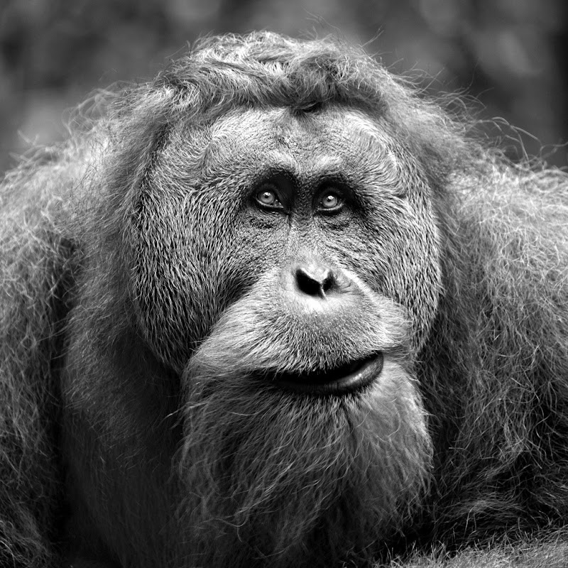 Orangutan’s Portrait