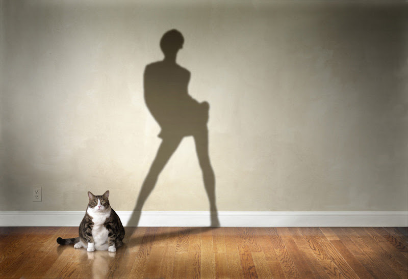 Cat and shadow