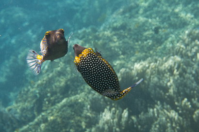 Bunaken090128-1.dS5TNjmH2GW6.jpg