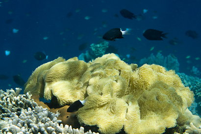 Bunaken090128-7.mCmZWqpQt2nD.jpg