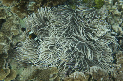Bunaken090128-14.LbetwqbeduPR.jpg