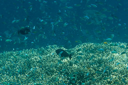 Bunaken090131-10.BMBC08dTgC3p.jpg