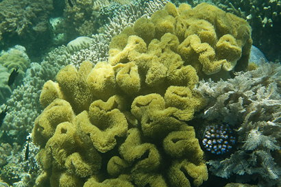 Bunaken090131-33.EFZ2jvbGdhAQ.jpg