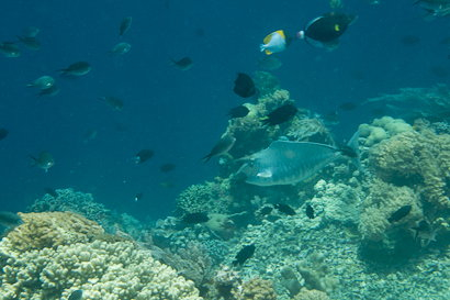 Bunaken090131-38.8Er5RAdLXPRc.jpg