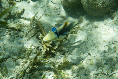 Bunaken090201-2.vl4nsGWiFzvZ.jpg