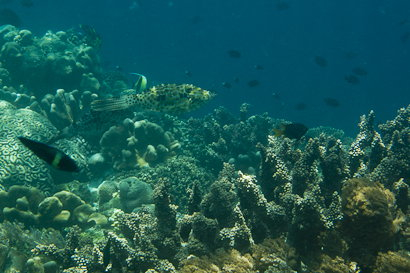 Bunaken090201-61.AotDjFNUsGu0.jpg