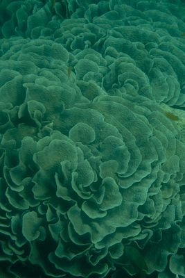 Bunaken090205-119.CrsJslauRxi5.jpg