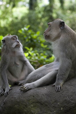 Ubud0902014-25.Nh6kx0EgOzl1.jpg