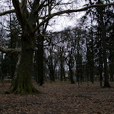 Titlu: Rootless tree<br />
Autor: Violeta Morosan” width=”160″ height=”160″ id=”shashin_thumb_image_21″ title=”Titlu: Rootless tree<br />
Autor: Violeta Morosan” /></a>
<div class=