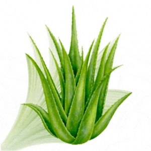 aloe_vera