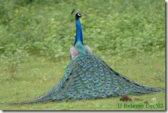 Peafowl_3