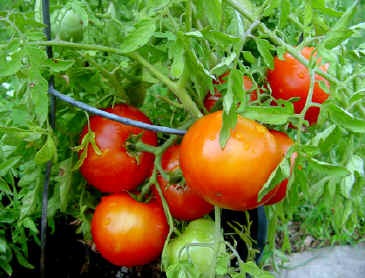 [tomato-tree[2].jpg]