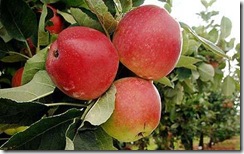 Apples-