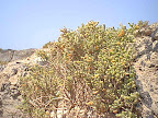 Bush by the seashore