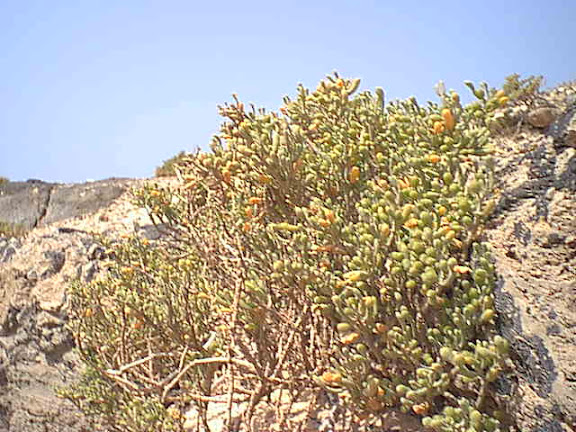 Bush by the seashore