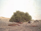 Bush by the wall