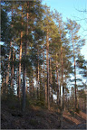 View to pinewoods