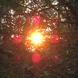 Sun diffraction through leaves