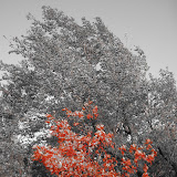 Autum Leaves