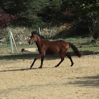 Uvalie-longe-galop.jpg